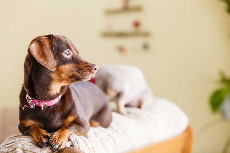 races de chien aiment se faire chouchouter