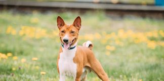 races de chien qui adorent la période estivale