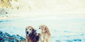 races de chien qui adorent se baigner