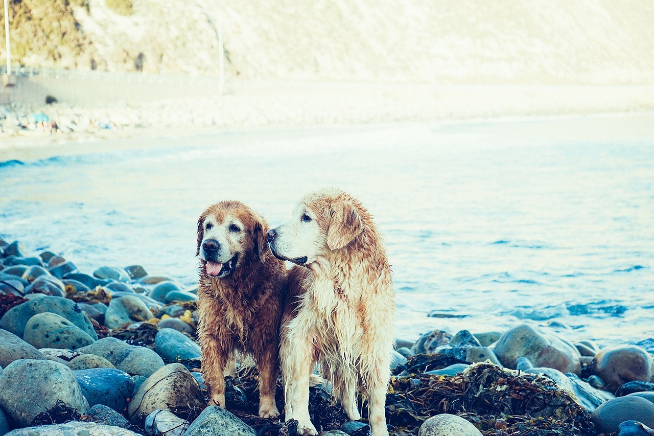 races de chien qui adorent se baigner