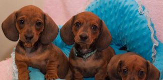 races de chien qui aiment être cajolées