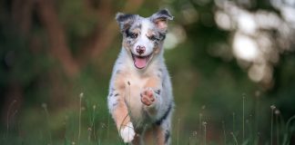 races de chien apaisent pas avec l'âge