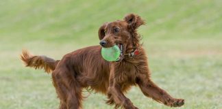 races de chien besoin de beaucoup d’exercice