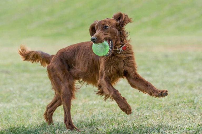 races de chien besoin de beaucoup d’exercice