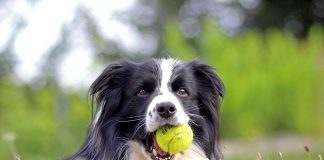 races de chien qui ont besoin de se défouler