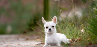 races de chien qui sont les plus butées