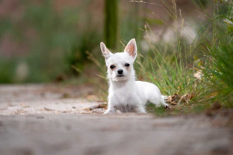 races de chien qui sont les plus butées