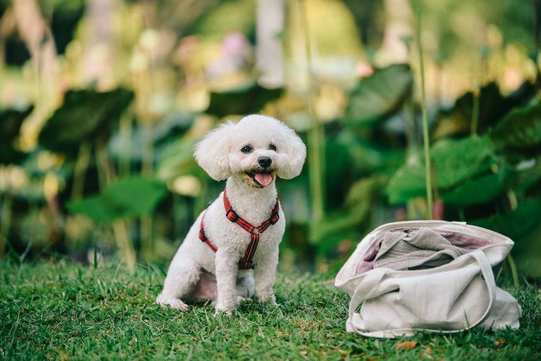 races de chien qui ont un comportement exemplaire