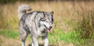 races de chien qui sont les plus coriaces