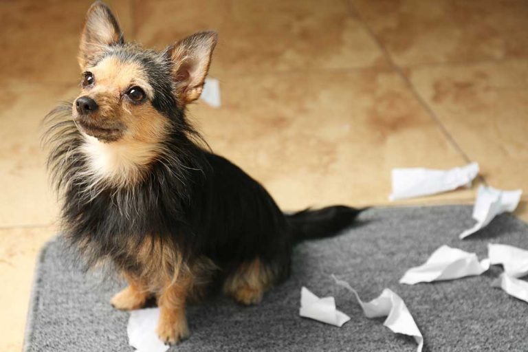 races de chien qui vont vous désobéir