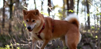 races de chien difficiles à élever