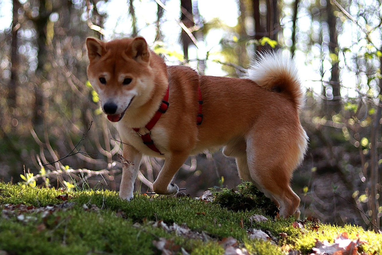 races de chien difficiles à élever