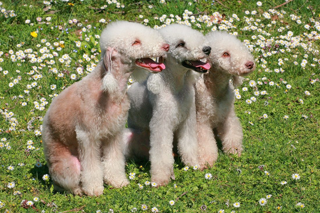 races de chien encore inconnues