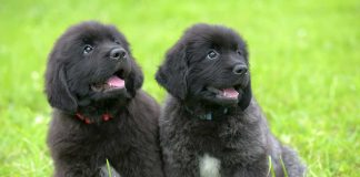 races de chien ont de l’estime pour maître