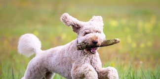 races de chien qui sont les plus étonnantes