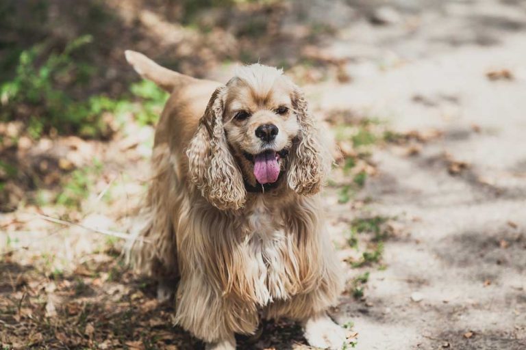 races de chien qui sont les plus expansives