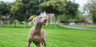 races de chien qui sont les plus fiables