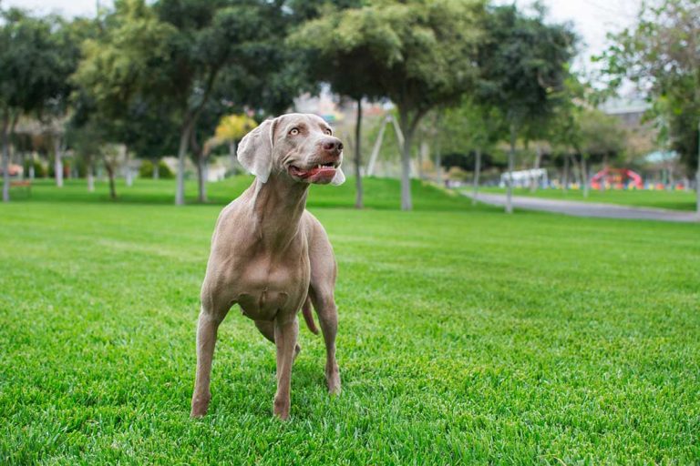 races de chien qui sont les plus fiables