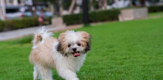 races de chien qui gardent leurs distances