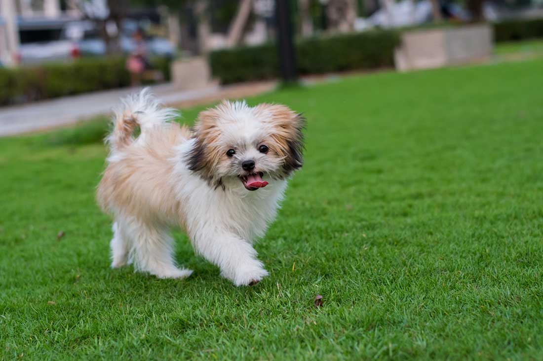 races de chien qui gardent leurs distances