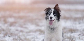 races de chien besoin d’un grand espace