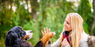 races de chien qui ne vous laisseront pas partir