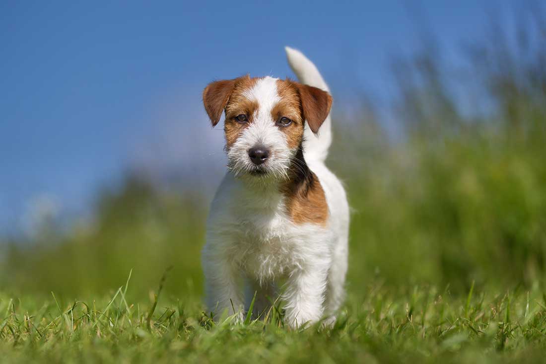 races de chien qui sont les plus nerveuses