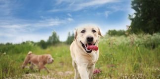 races de chien qui ne sont pas craintives