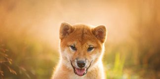 races de chien les plus persévérantes