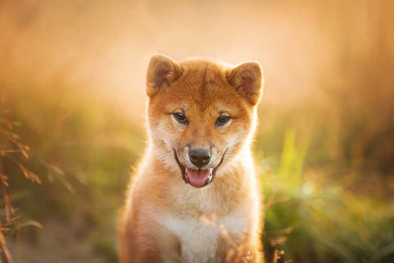 races de chien les plus persévérantes