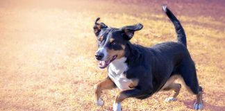 races de chien personnalité bien affirmée