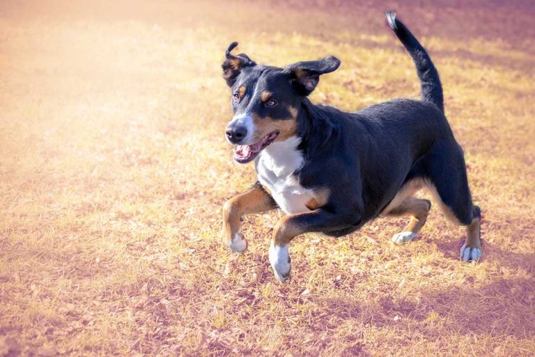 races de chien personnalité bien affirmée