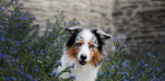 races de chien qui sont des phénomènes de mode