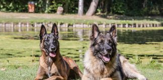 races de chien qui sont les plus braves