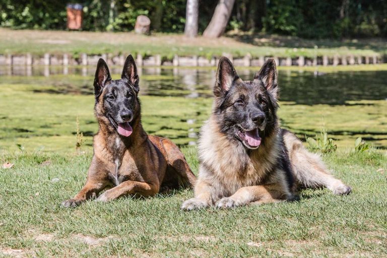 races de chien qui sont les plus braves