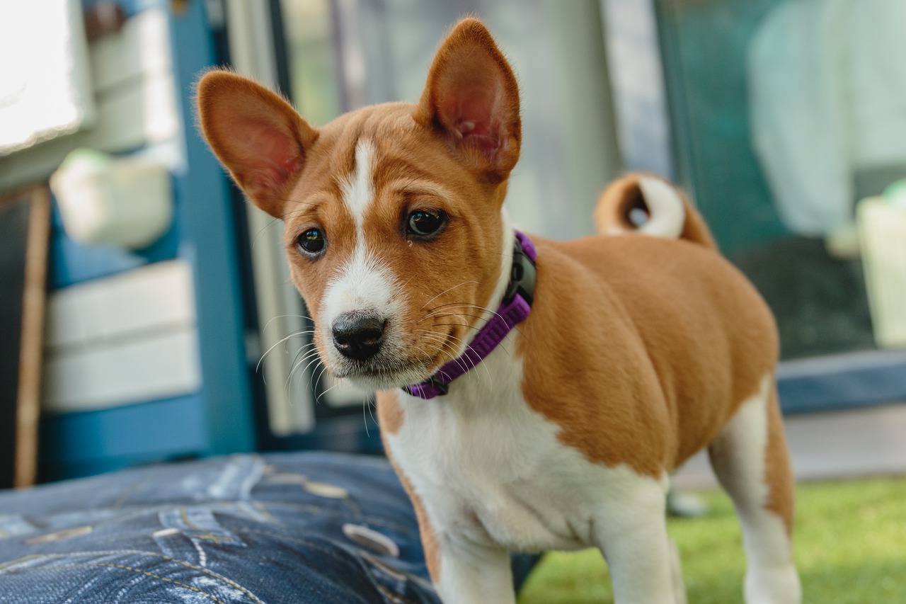 races de chien qui restent dans leur coin