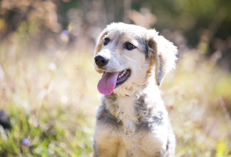 races de chien qui restent en retrait 