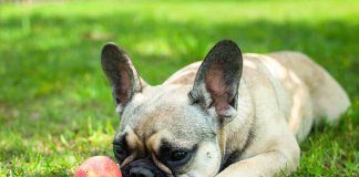 races de chien qui se reposent beaucoup