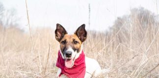 races de chien qui ne se reposent jamais