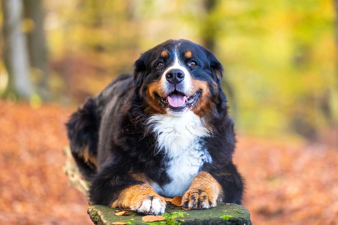 races de chien qui ne supportent pas l’isolement