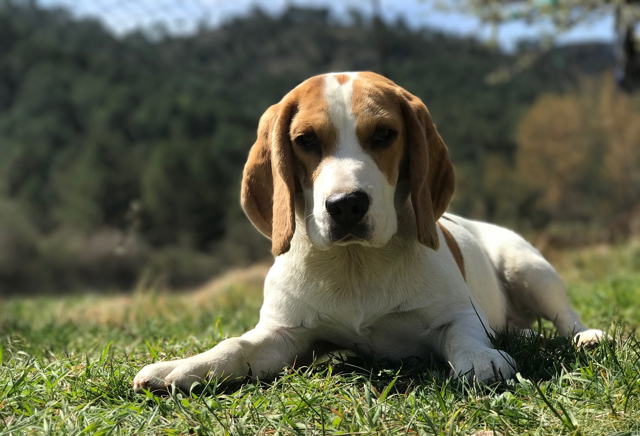 races de chien sur les nerfs