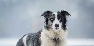 races de chien tranquillisent pas avec âge