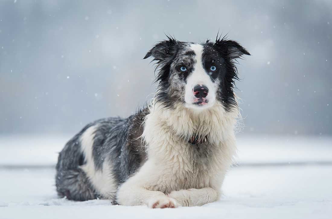 races de chien tranquillisent pas avec âge