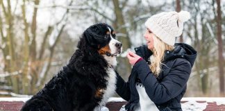 races de chien qui sont en symbiose avec leur maître