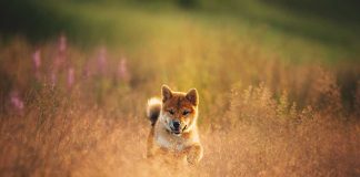 races de chien qui vont s’éloigner