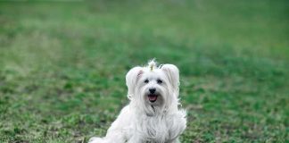 races de chien qui sont les plus enjouées