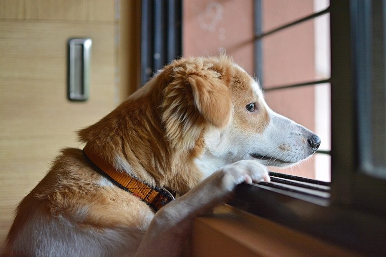 Comment confronter poliment quelqu’un que vous considérez comme un mauvais propriétaire de chien ?