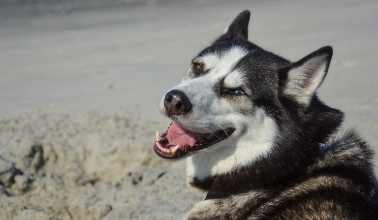 Ralphie, le « chien démoniaque », adopté pour la quatrième fois