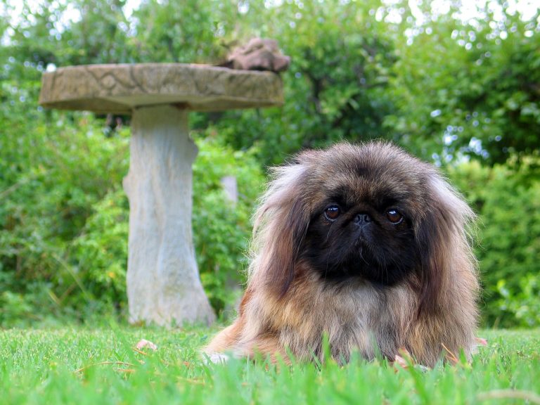 7 races de chien qui sont les plus effacées et timides