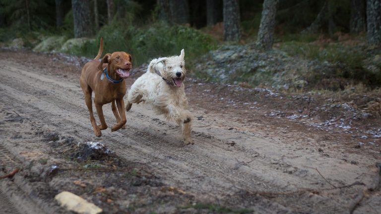 Les meilleures races de chiens pour les Vierges